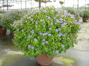 معرفی گیاه- بنفشه ایرانی Persian violet